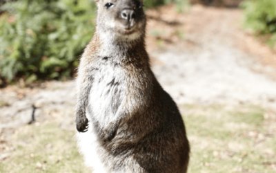 Screen Shot 2021-06-06 at 2.19.08 pm